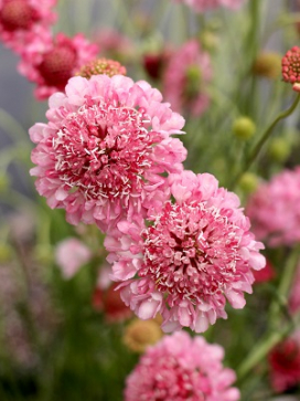 SCABIOSA Salmon Rose